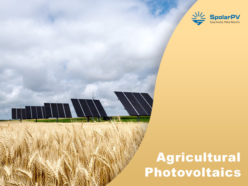 Dutch Study Favors Vertical Agrivoltaics; SpolarPV's Advanced Solar Panels Trending