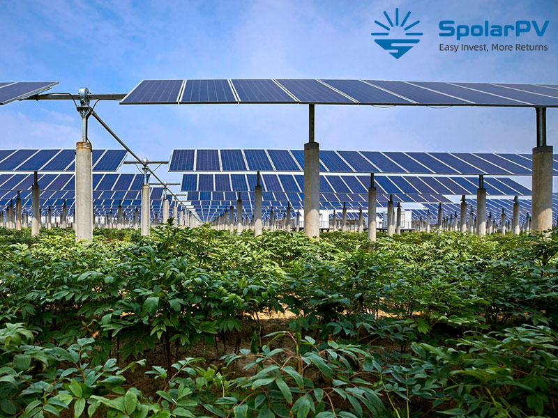 The Economic Viability of Agrivoltaics in the UK: A New Dawn for Sustainable Farming